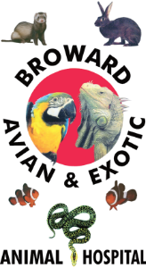 Broward Avian and Exotic
