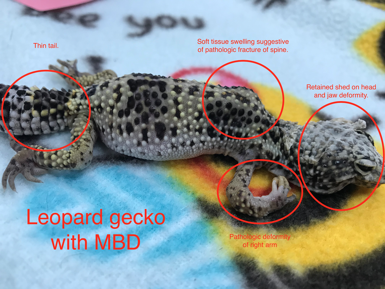 leopard gecko diagram