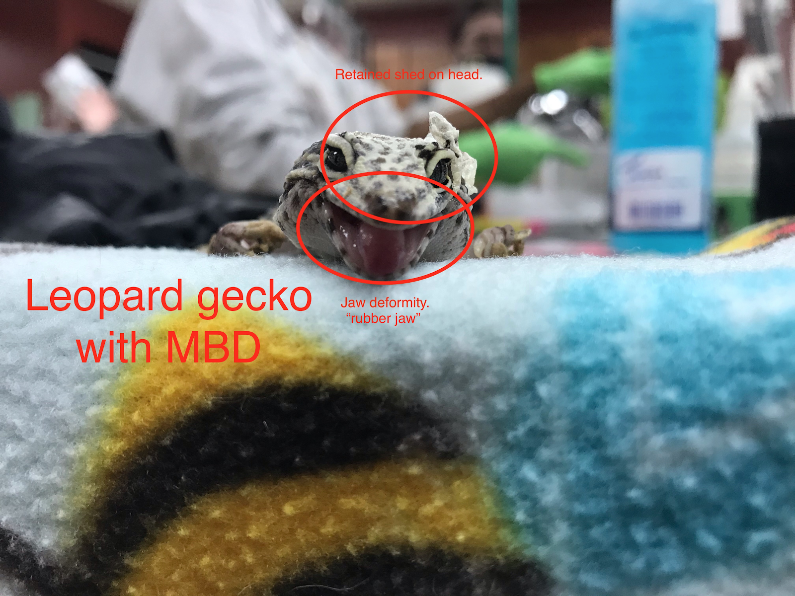 leopard gecko jaw